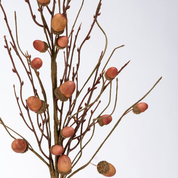 Acorn Branch