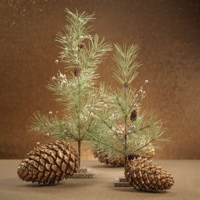 Needle Pine Tree with Pine Cones