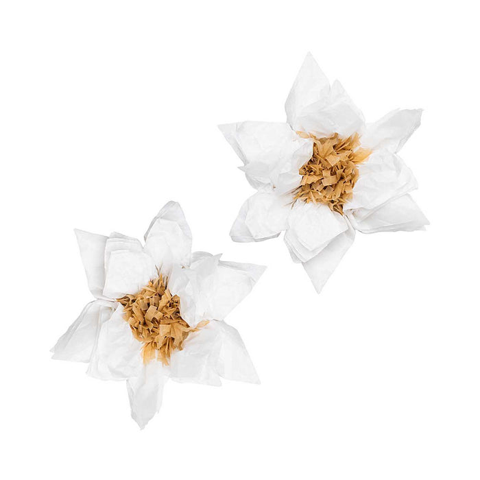 White Poinsettia Flowers